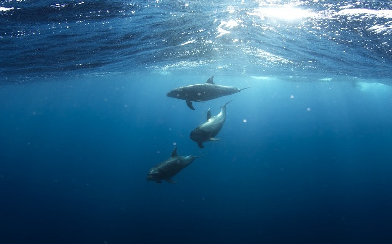 Главная (Слайдер)